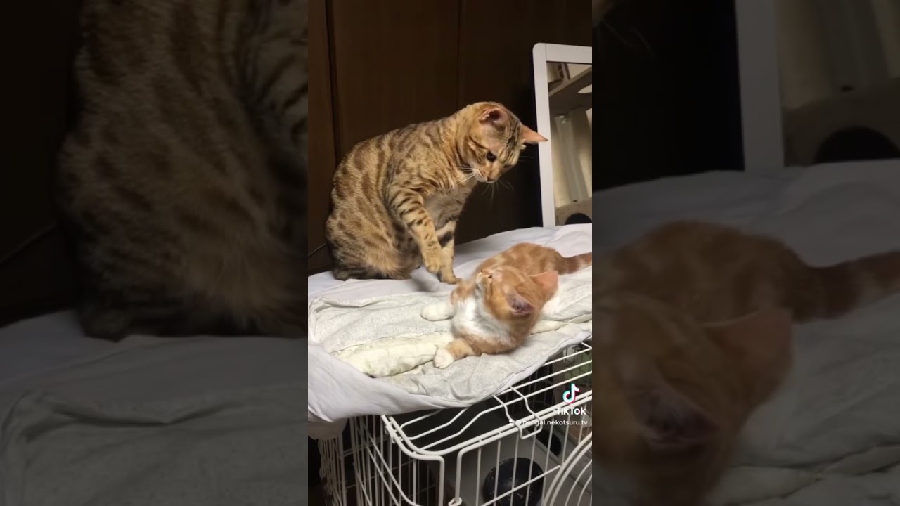 大きな猫に負けない子猫【猫の喧嘩】