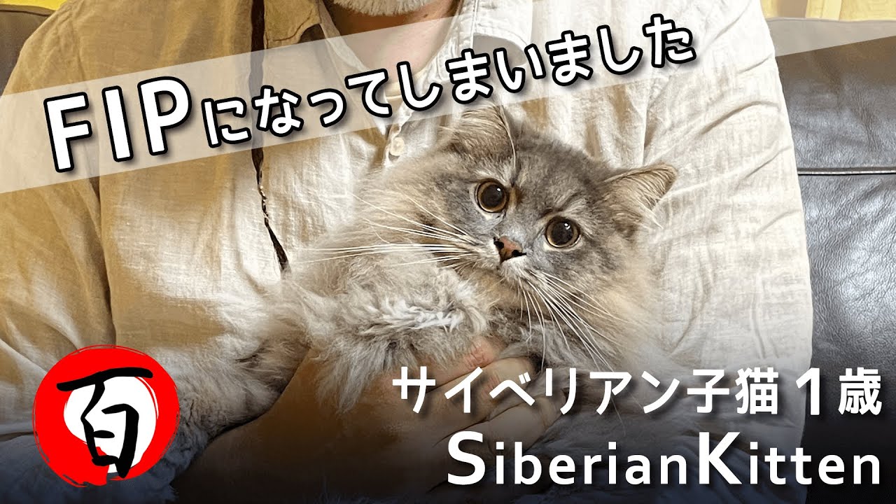 FIP（猫伝染性腹膜炎）になってしまいました【サイベリアン1歳】投薬開始  #FIP治療中