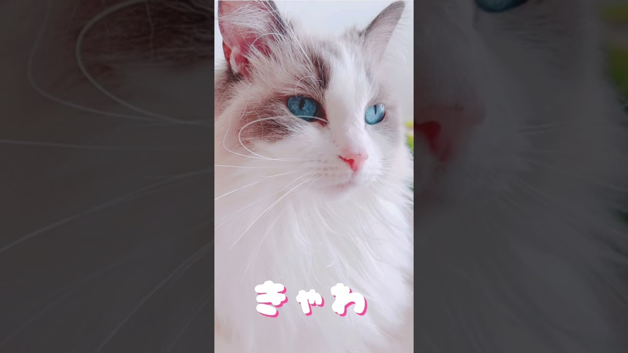 【ラグドール】可愛い時とブサイクな時の差が激しいねこ　　#猫 #shorts #ラグドール