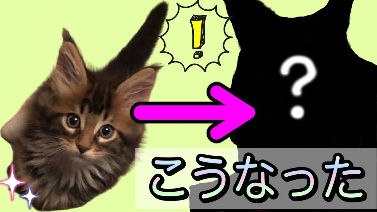 メインクーン子猫の現在の姿を公開します