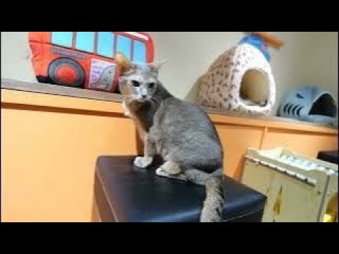 【アビシニアン】15歳のアン　元気です