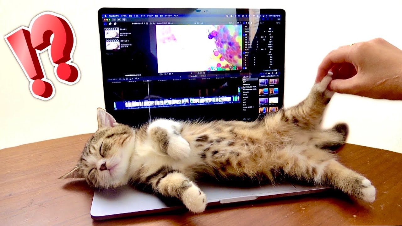 かまってほしい甘えんぼ子猫せいで仕事が出来ません...😂 (#たまご犬猫) I can't work because of baby cat kitten