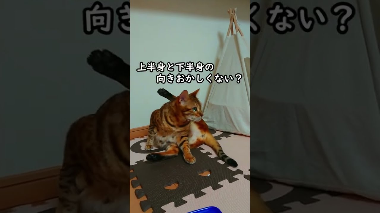 軟体動物だったベンガル猫