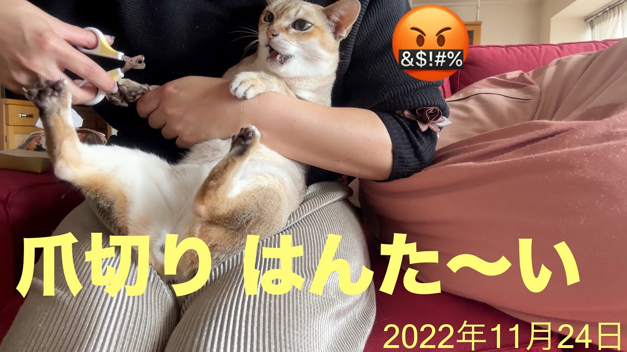 不満を述べ続けた爪切り😡シンガプーラ「にゃあ」：2022.11.24