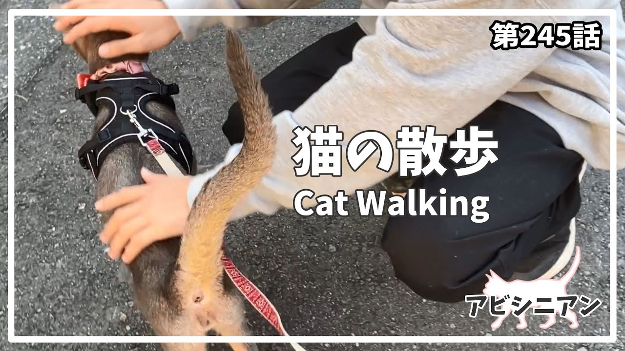 [245話] (アビシニアン) 毎日の猫散歩 Cat walking 散歩中にママ達が帰ってきたーー