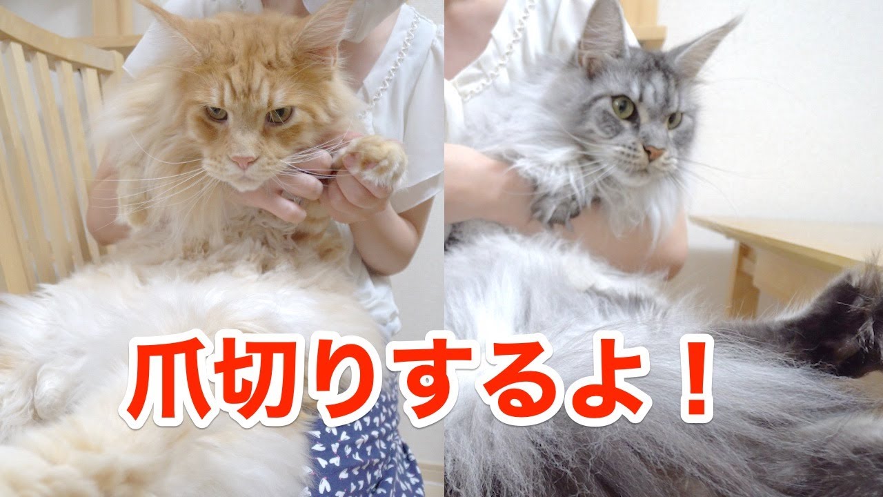 意外と大人しいねこの爪切り【大きい猫 メインクーン】