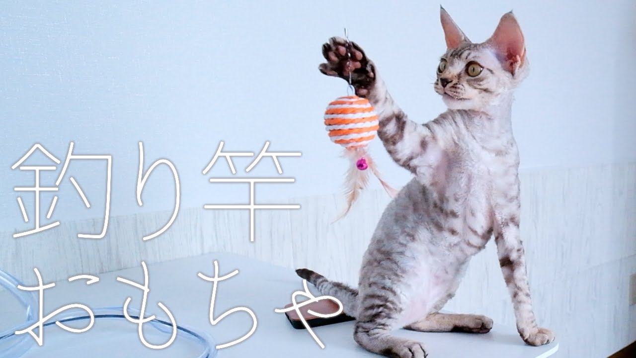 釣り竿猫じゃらしと子猫／デボンレックス