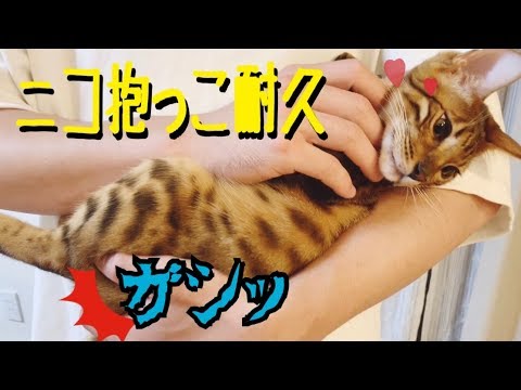 ニコならいける！？パパさんベンガル猫ニコ抱っこ耐久！