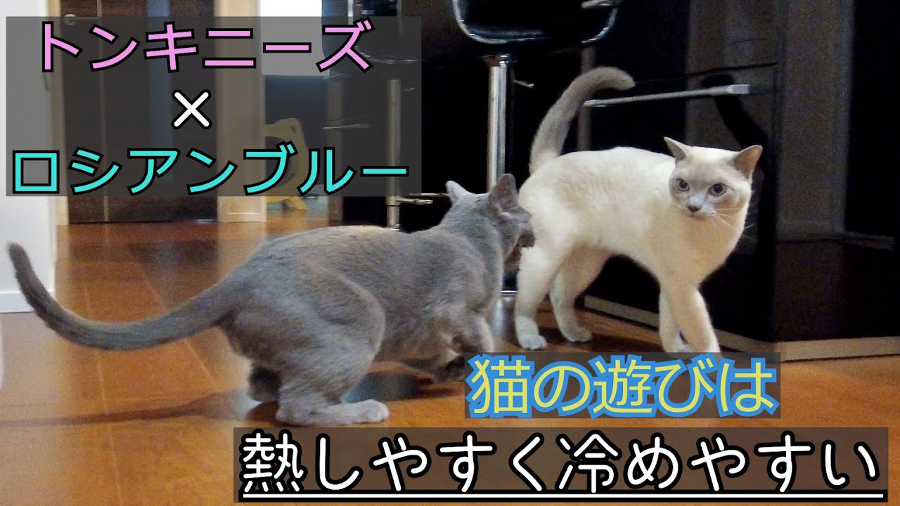 【急に冷める】【ロシアンブルー×トンキニーズ】可愛いイカ耳も披露しちゃう（＃75）