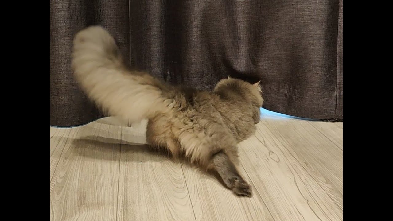 カーテンの向こうの何かと戦うもふもふ子猫...【サイベリアンのラフィ】#shorts