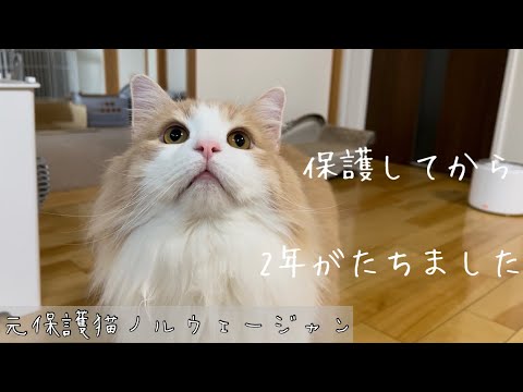 汚れたひどい状態からイケニャンへ…保護して２年がたちました【元保護猫ノルウェージャン】