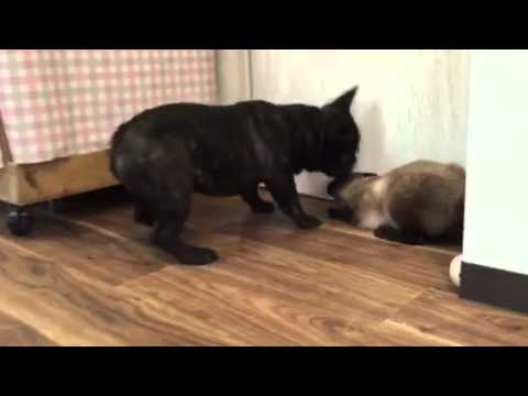 世界最小の猫種スキフトイボブテイルの優しい性格