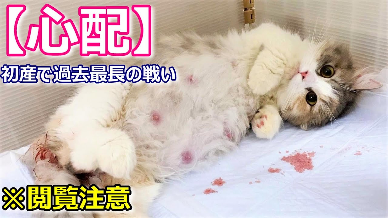 【閲覧注意】短足マンチカンの初産がトラブルで過去最長になった件 （猫の出産）∼猫のいる生活Vol.103∼ マンチカン短足・ミヌエット・ペルシャ猫専門ブリーダー『ペット蔵人』