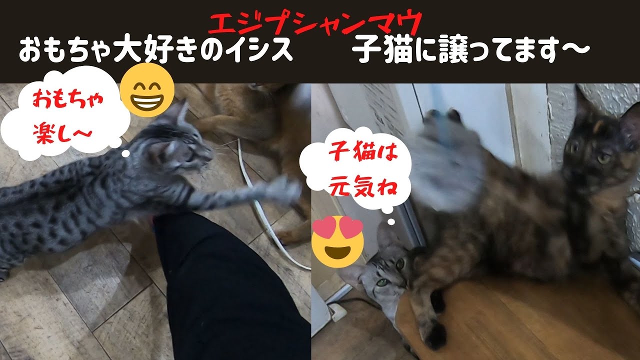 エジプシャンマウのイシスは子猫におもちゃを譲る優しい子（保護猫）Egyptian Mau is kitten-friendly