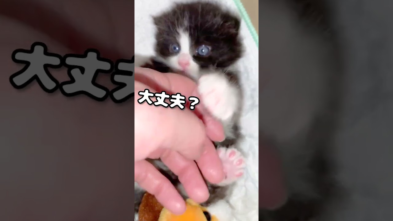【子猫動画】アニメみたいにこんな目がギンギンになることある？www #shorts