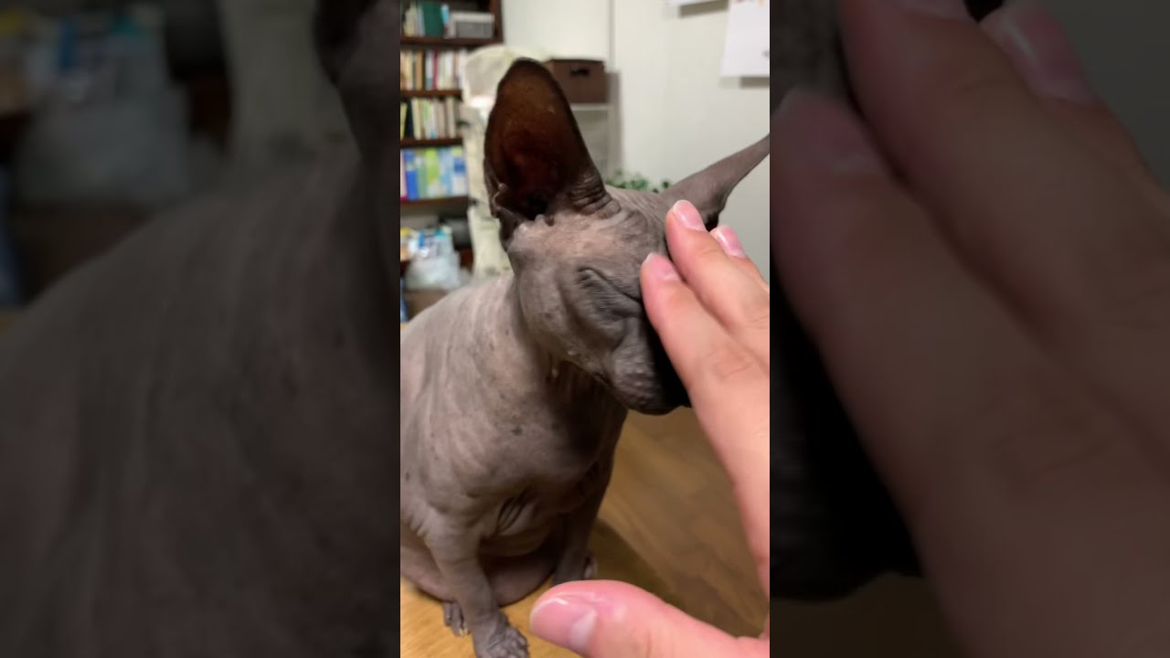 食卓机の上で落ち着いてしまうスフィンクス猫