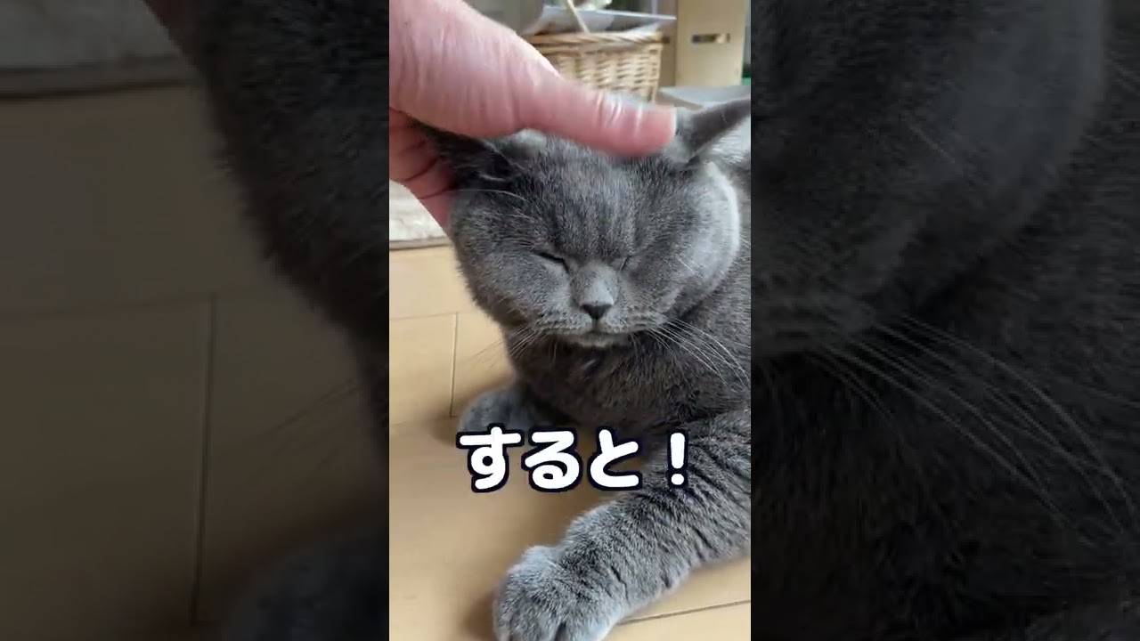 【ブリティッシュショートヘア】撫で撫ですると猫はマグロになります!?