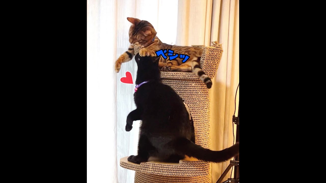 ラブアタック黒猫ナナとウザそうなベンガル猫テト #shorts