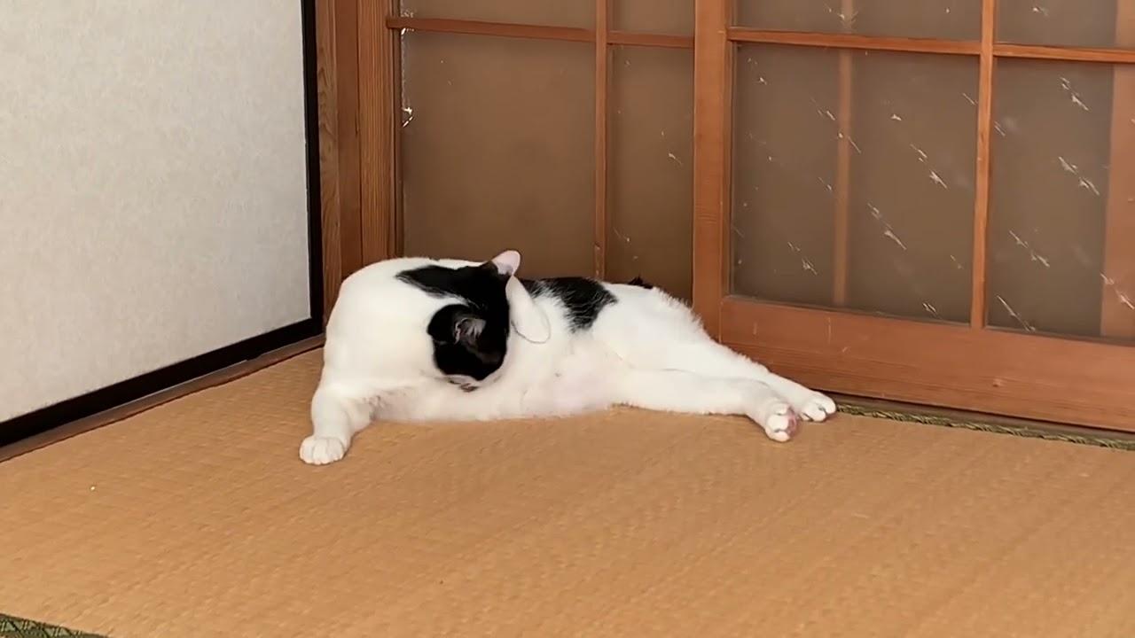 「身だしなみを整えるにゃ」