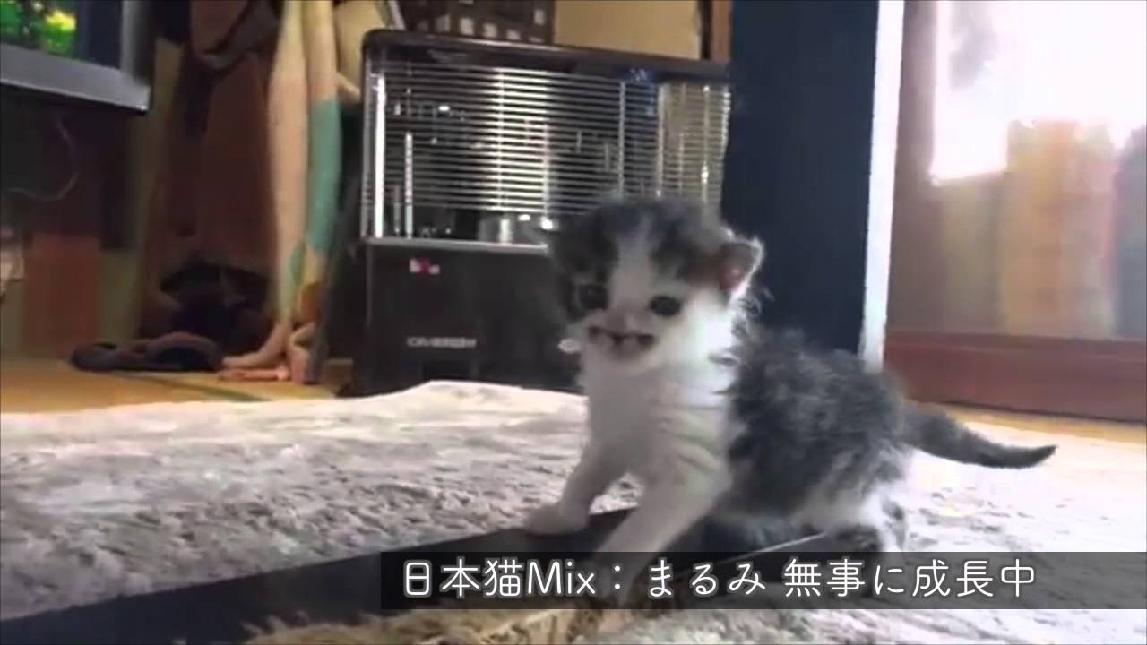 日本猫Mix：LONG Ver.まるみ よちよち歩き。無事に成長中