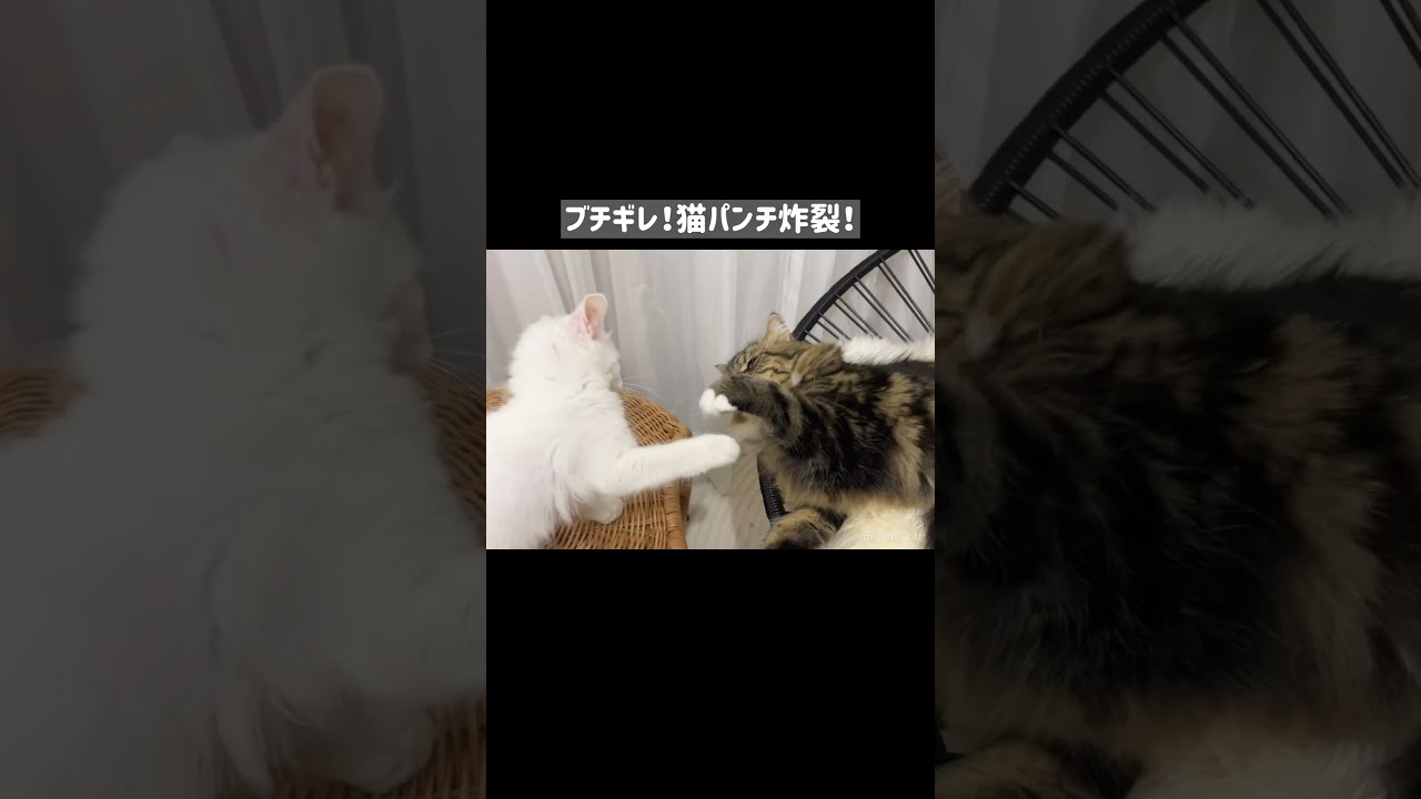 一緒に座らせてくれない先住猫に子猫がキレちゃいました… #shorts