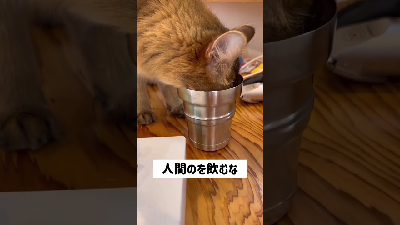 【油断も隙もない】コップから水を飲むソマリ。#shorts #somali