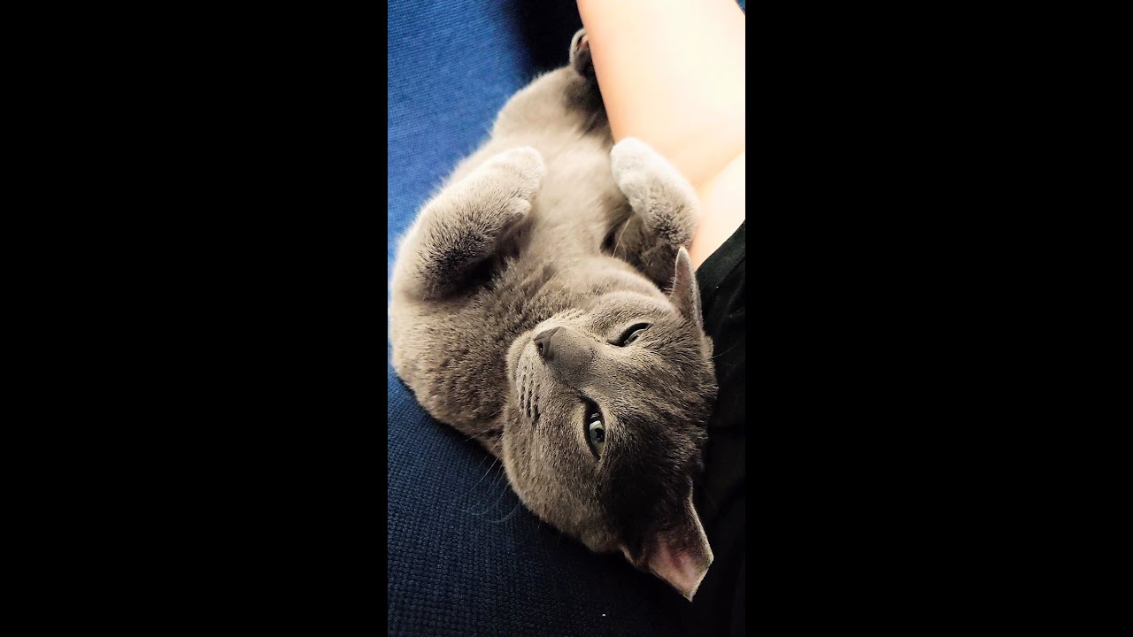 【猫動画】嫁に添い寝する甘えん坊ロシアンブルー【russianbule】#shorts　　Russian blue to sleep with