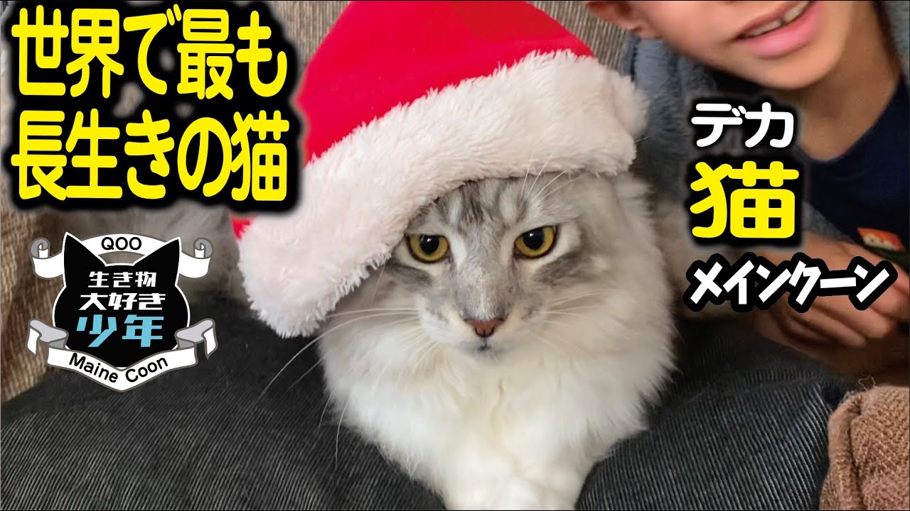 【メインクーン】世界で最も長生きの猫は？