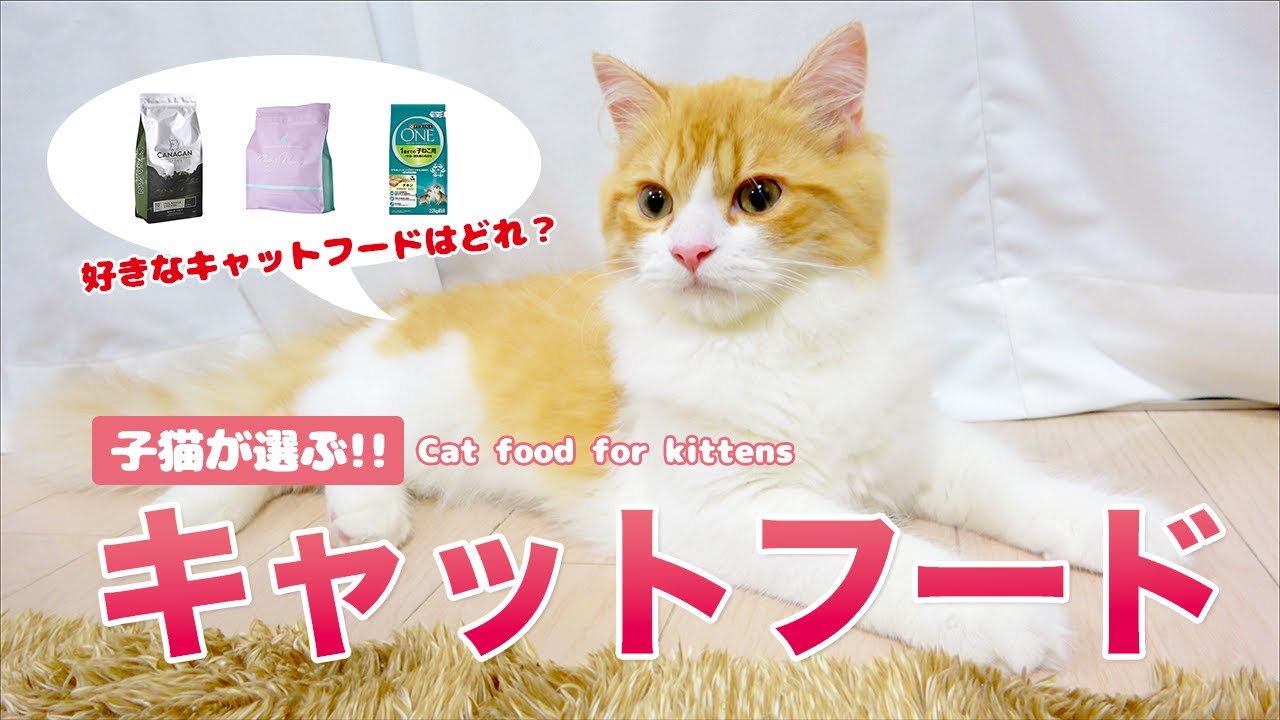 子猫が選ぶ！オススメの人気キャットフードランキング！【スコティッシュフォールド】/【Scottish Fold Cat】