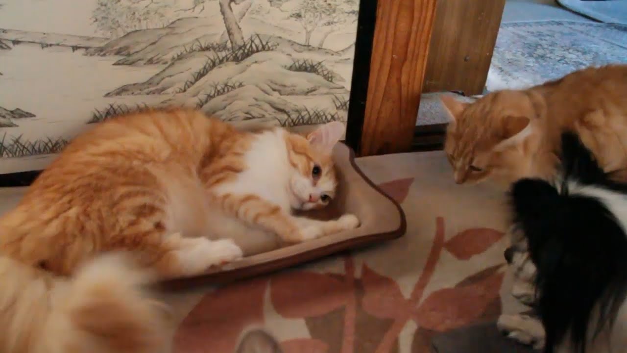 またたびで酔うトルコの国宝ターキッシュアンゴラを犬猫みんなで囲んだら／Cats, Actinidia polygama and dog