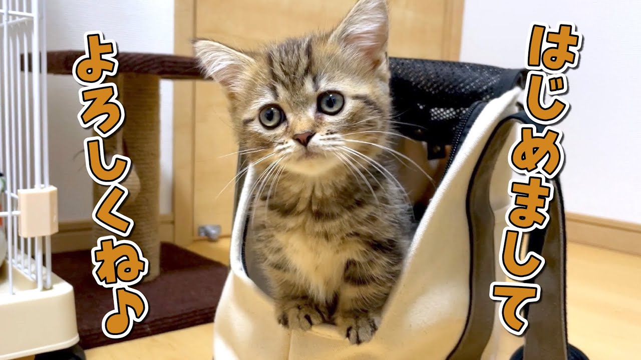 新しくマンチカンの子猫を家族に迎えました！