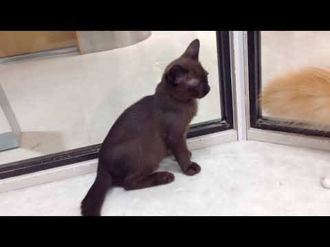 NO58336　バーミーズ　男の子　セーブル