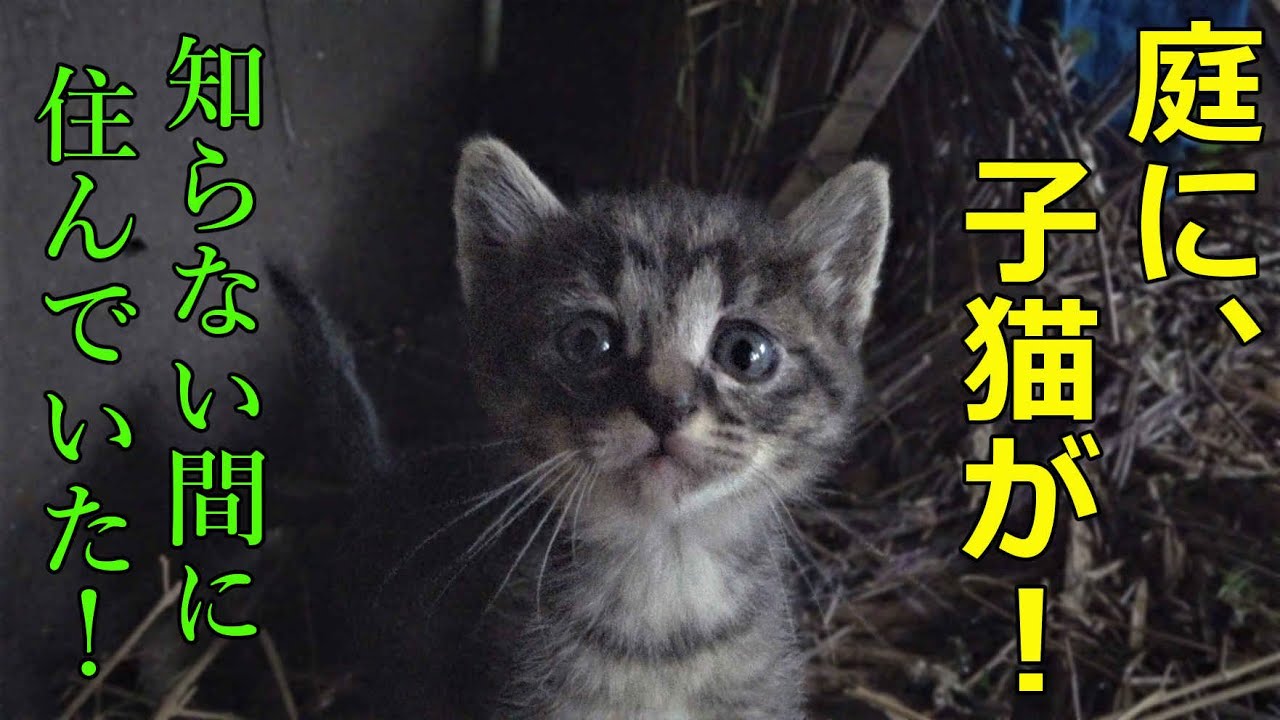 知らぬ間に、家の庭に子猫が住んでいました！