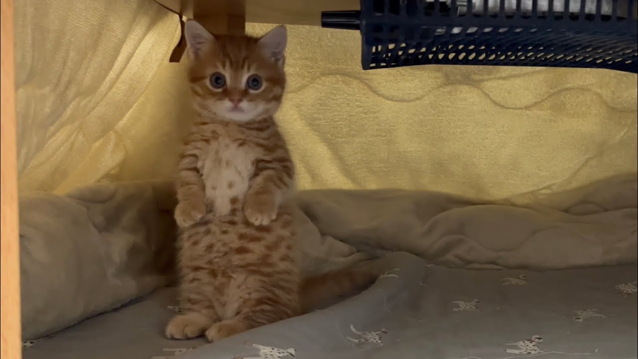 コタツの中で進化を遂げた子猫のマンチカン立ちがすごすぎたw