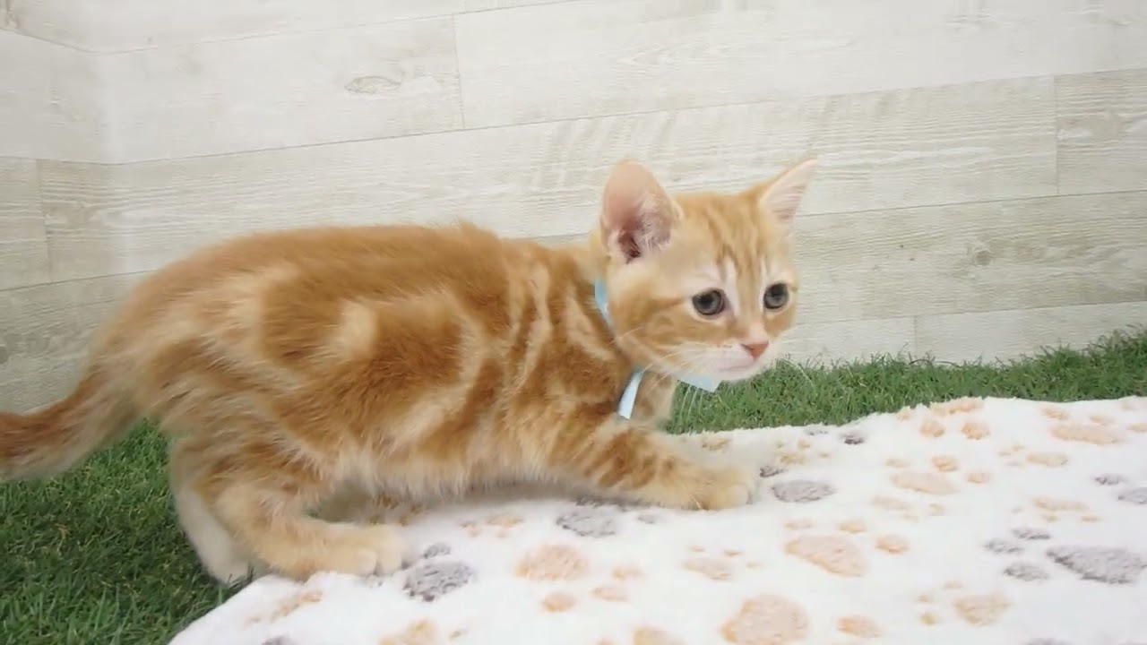 00610993 アメリカンショートヘアー