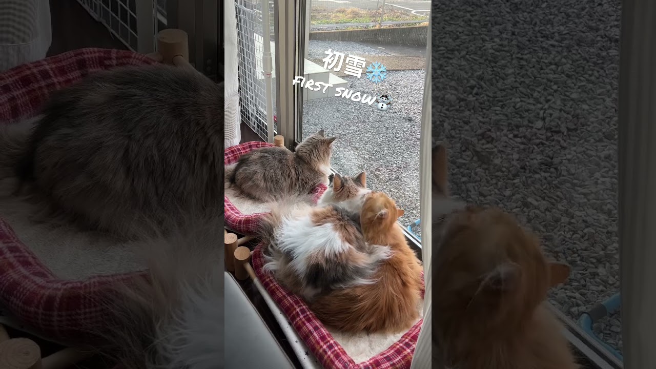 初雪を見る猫❄️ノルウェージャンフォレストキャットとサイベリアン
