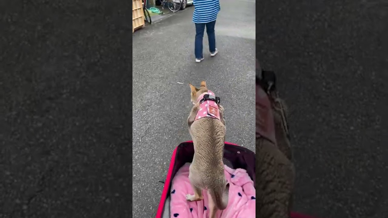 シンガプーラがお家に向かってダッシュ！！＃shorts