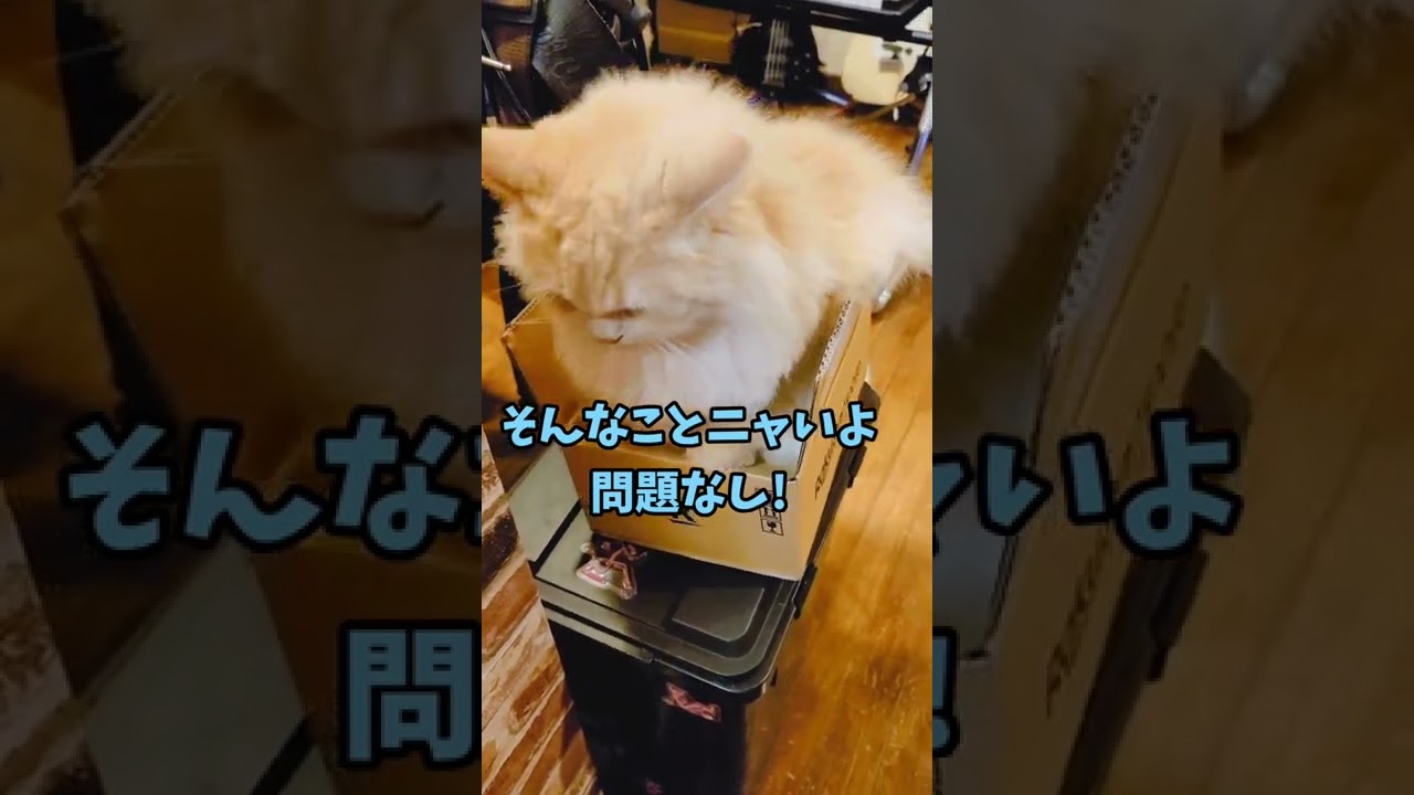 小さな箱に入ったつもりなラガマフィンちゃん #shorts