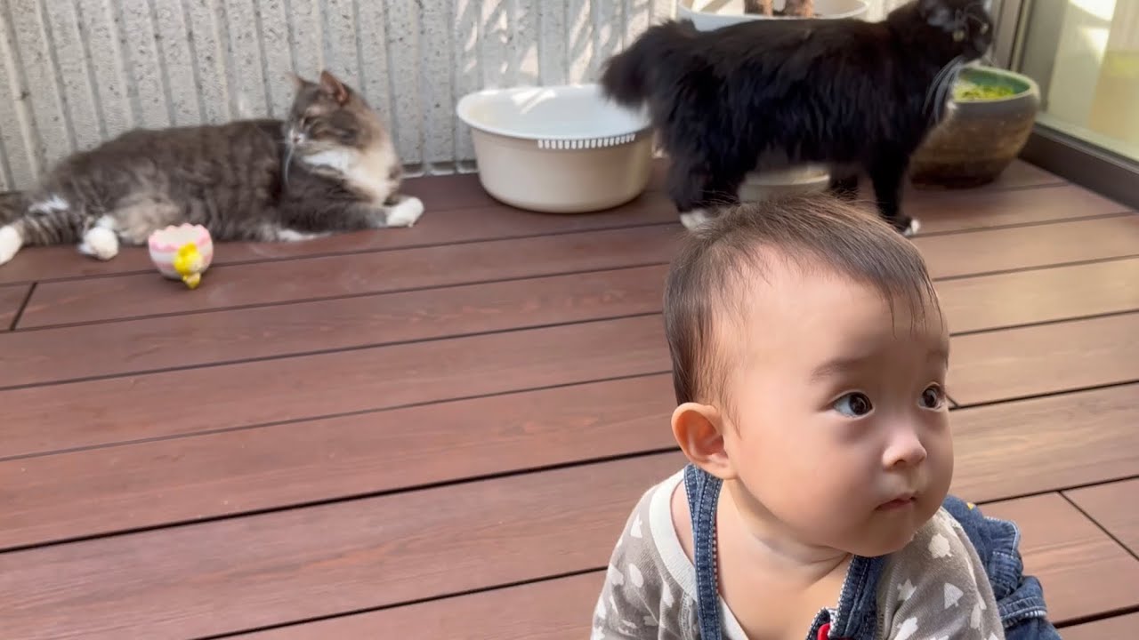 日々成長する赤ちゃんを見守る猫　ノルウェージャンフォレストキャット　A cat spending a day off with a baby