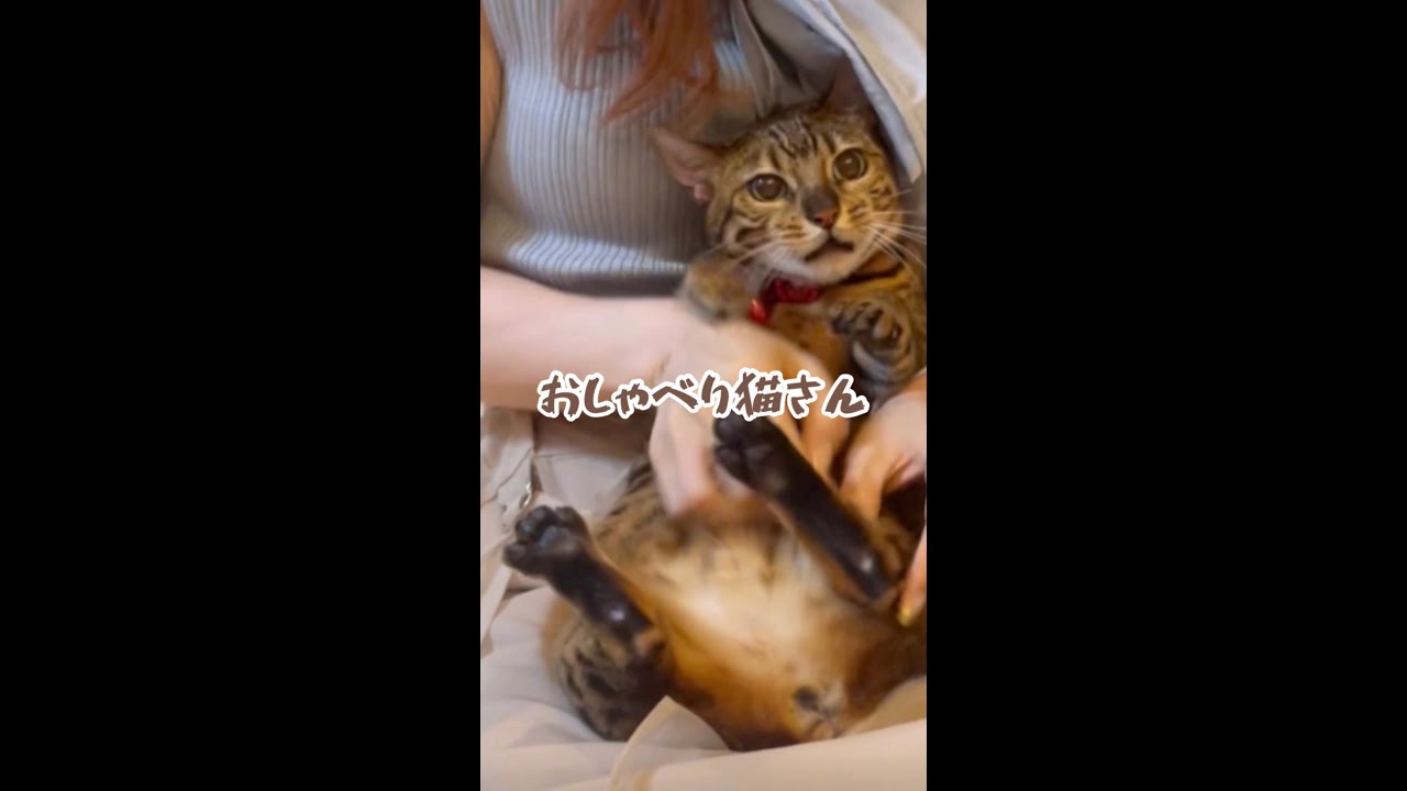 文句言いのおしゃべり猫ベル #shorts