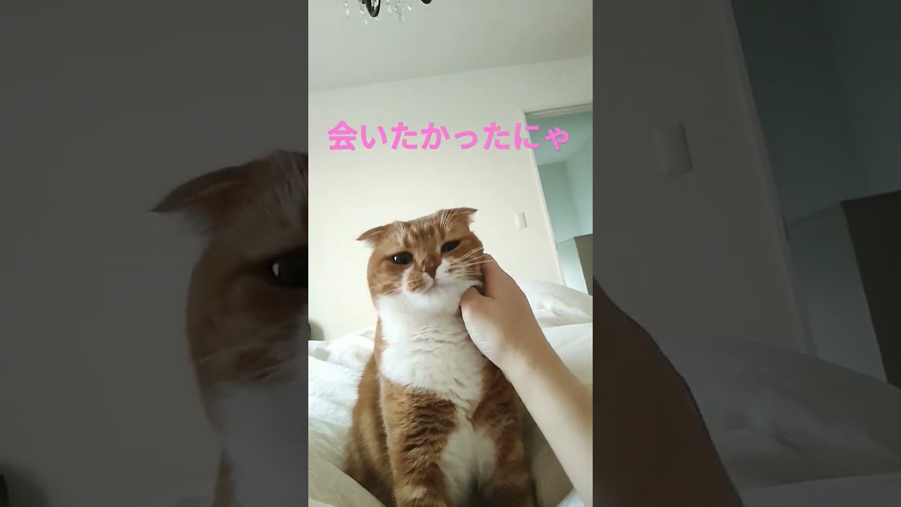 【スコティッシュフォールド】お兄ちゃんの部屋で寝たら ママに会いたくなった猫ちゃんはこちらです…#ねこ #shorts #coco #スコティッシュフォールド