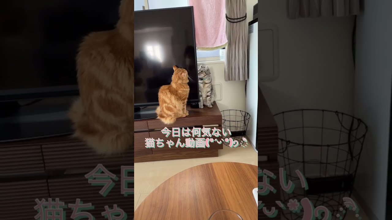 「アメリカンカール⭐︎マンチカン」猫なりのコロナ対策しながらの見つめあっている姿が可愛すぎる😻❤️