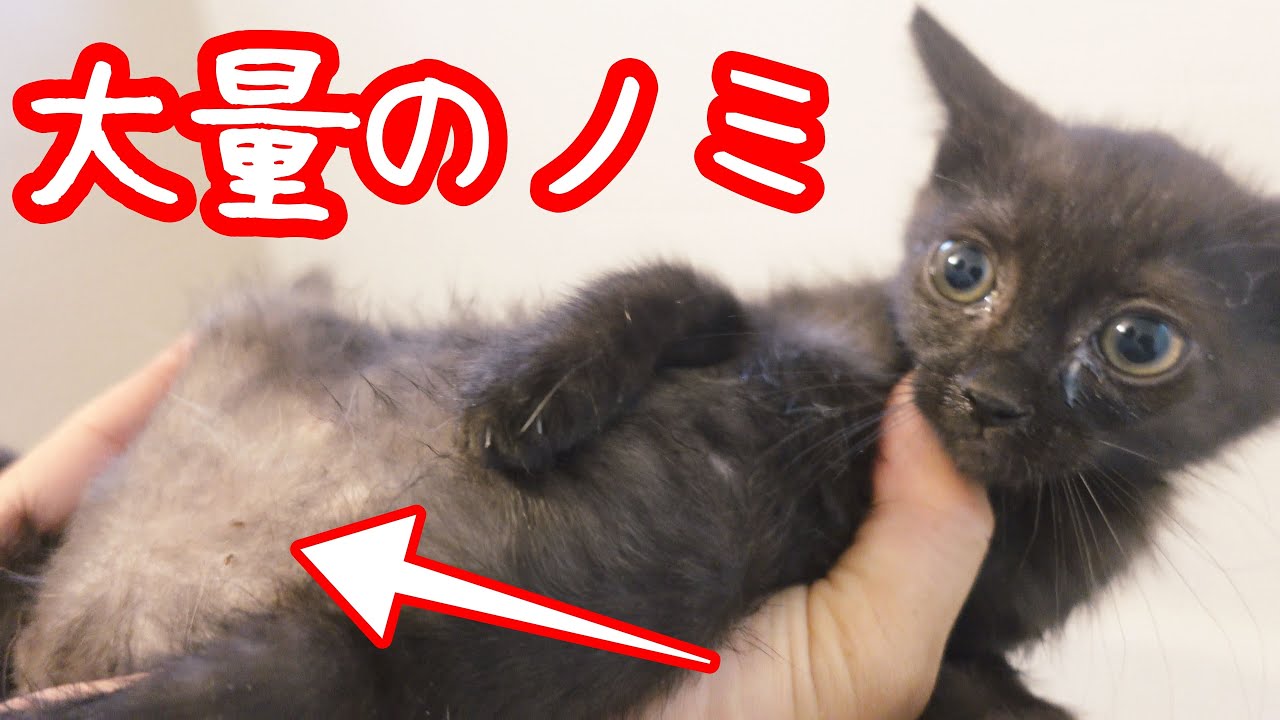 【保護猫】里親として迎えた子猫をお風呂に入れてみたら尋常じゃない数のノミがいた Kitten Attacked By Hundreds of Fleas