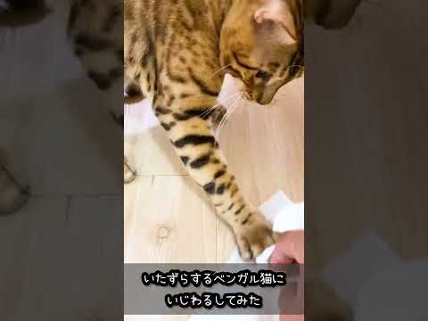 いたずら するベンガル猫 にいじわる してみた #shorts