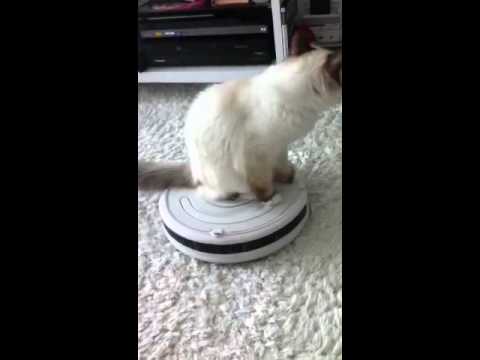 バーマン猫、女神様のルンバ練習。