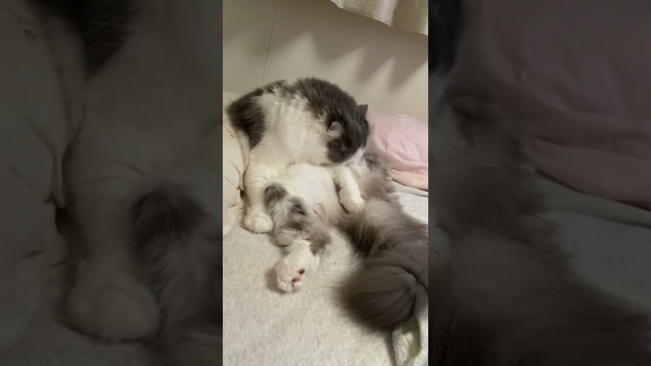 ベットでくつろぐ猫【スコティッシュフォールドこたつ】