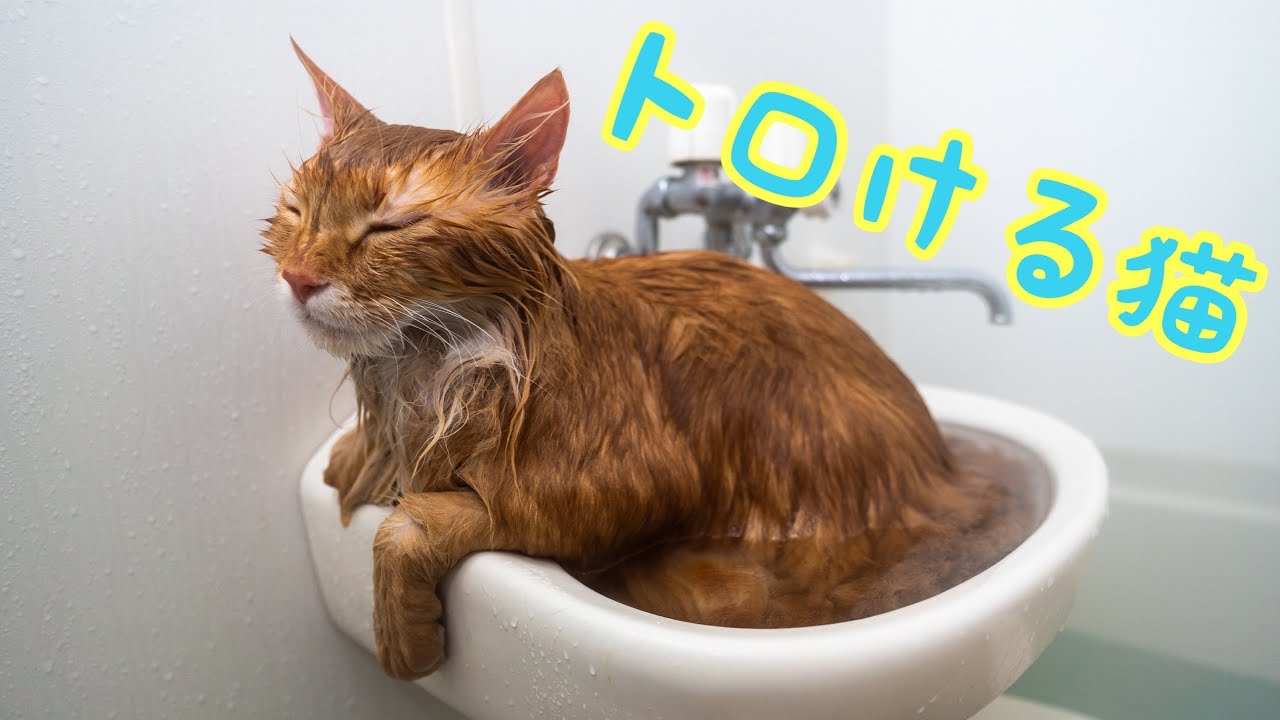 シャワーでトロけちゃう猫【アメリカンカール】