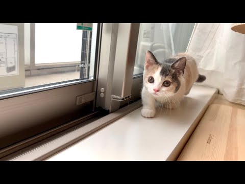 ♡生後2ヶ月短足マンチカン子猫ちゃんあざとすぎるモーニングルーティン【Morning Routine】