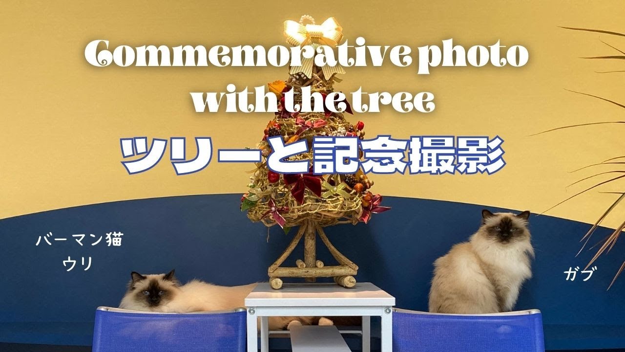 ４匹のバーマン猫【ツリーと記念撮影】（バーマン猫）Birman/Cat