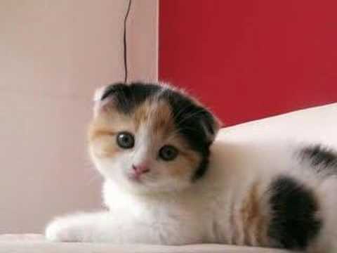 可愛いスコティッシュフォールドの仔猫